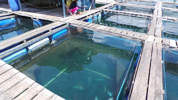 Ilustrasi Perikanan Batam Foto : tribunewsbatam