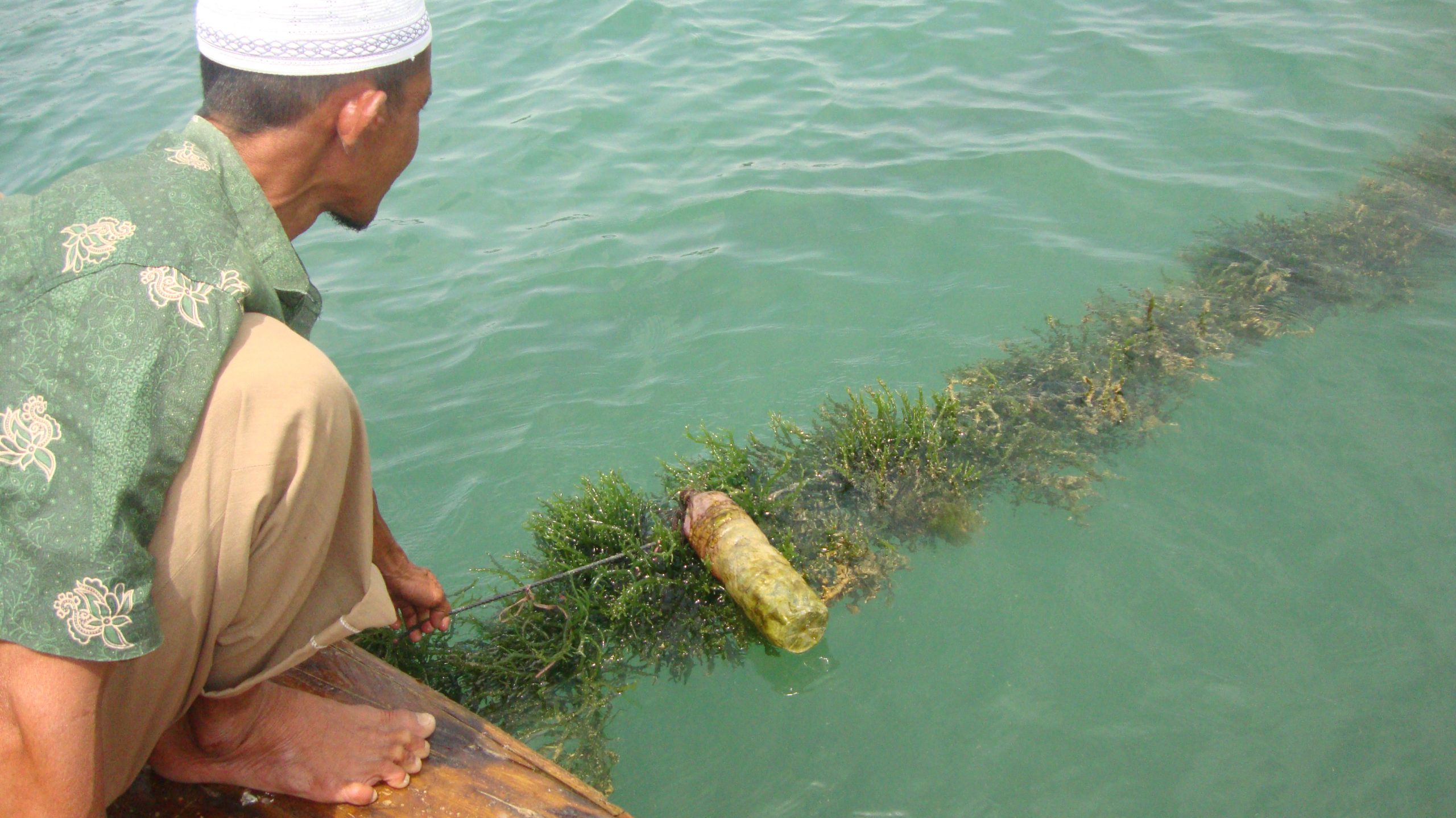 Ilusrasi Budidaya Rumput Laut
Foto : Istimewa