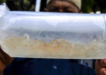 Foto Ilustrasi : istimewa