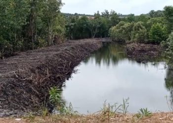 Kerusakan Hutan Mangrove di Pantai Kalat Yang Jadi Bagian dari Hutan Produksi Pulau Rempang
Foto : MD Kepri