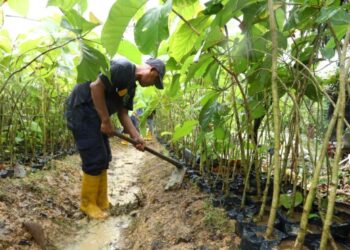 12 Ribu Pohon Jati Emas