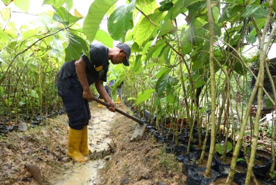 12 Ribu Pohon Jati Emas