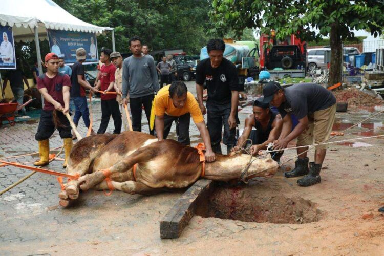 Idul Adha BP Batam Gelar Penyembelihan Hewan Qurban