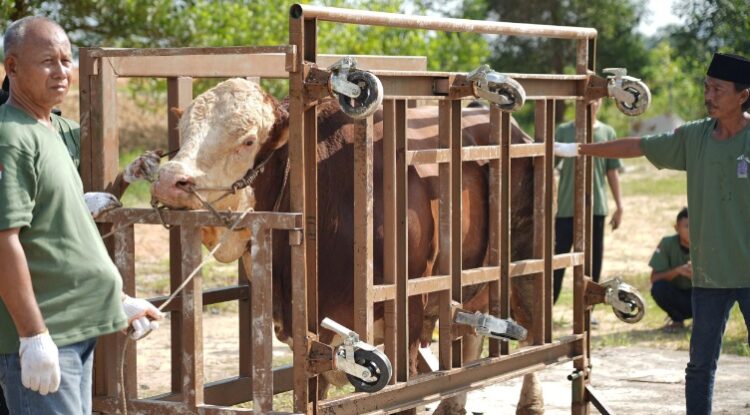 Kepala BP Batam dan Ketua Umum PIKORI BP Batam Serahkan 6 Sapi Super di Masjid Sultan Mahmud Riayat Syah
(17/06/24)
Foto: BP Batam