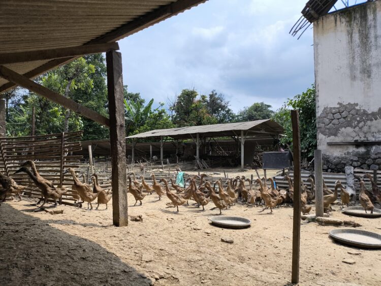 Kajian Awal ASPI, Sistem Kandang Berpengaruh pada Kesejahteraan Itik Petelur dan Kualitas Telur