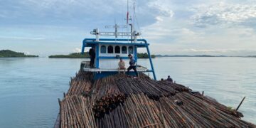 Upaya penyelundupan 12.000 batang kayu bakau ke Singapura digagalkan Ditpolairud Polda Kepri. KLM Citra Samudra 9 GT 99 diamankan di perairan Pulau Panjang, Batam, Rabu (22/04/26)
Foto: Polairud Polda Kepri