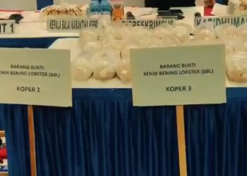 Polda Kepri Gagalkan Penyelundupan 100 Ribu Benih Lobster ke Singapura
(20/05/26)
Foto: Polda Kepri
