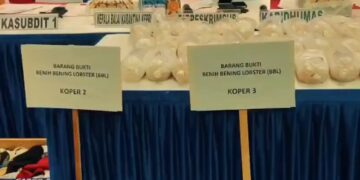 Polda Kepri Gagalkan Penyelundupan 100 Ribu Benih Lobster ke Singapura
(20/05/26)
Foto: Polda Kepri