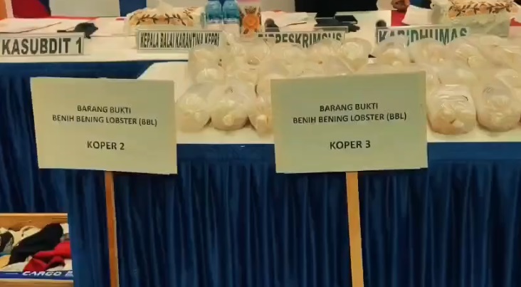 Polda Kepri Gagalkan Penyelundupan 100 Ribu Benih Lobster ke Singapura
(20/05/26)
Foto: Polda Kepri