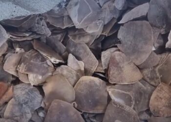 Kementerian Kehutanan menggagalkan upaya penyelundupan 3.053 kilogram sisik trenggiling di Pelabuhan Tanjung Priok, Jakarta Utara.
Foto: @kemenhut