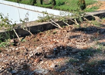 BP Batam melalui Anggota/Deputi Bidang Pelayanan Umum, Ariastuty Sirait, mengecam keras aksi perusakan puluhan tanaman bugenvil yang terjadi di sejumlah titik di Kota Batam, Selasa (19/05/26).
Foto: BP Batam