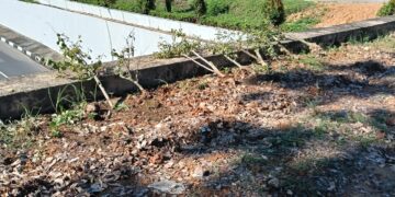 BP Batam melalui Anggota/Deputi Bidang Pelayanan Umum, Ariastuty Sirait, mengecam keras aksi perusakan puluhan tanaman bugenvil yang terjadi di sejumlah titik di Kota Batam, Selasa (19/05/26).
Foto: BP Batam