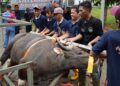Dalam rangka memperingati Hari Raya Idul Adha 1447 Hijriah, Badan Pengusahaan (BP) Batam melalui Badan Koordinasi Dakwah Islam (BKDI) melaksanakan penyembelihan 33 hewan kurban yang terdiri dari 15 ekor sapi dan 18 ekor kambing, Jumat (29/05/26).
Foto: BP Batam