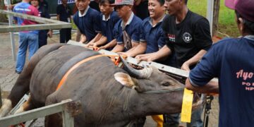 Dalam rangka memperingati Hari Raya Idul Adha 1447 Hijriah, Badan Pengusahaan (BP) Batam melalui Badan Koordinasi Dakwah Islam (BKDI) melaksanakan penyembelihan 33 hewan kurban yang terdiri dari 15 ekor sapi dan 18 ekor kambing, Jumat (29/05/26).
Foto: BP Batam