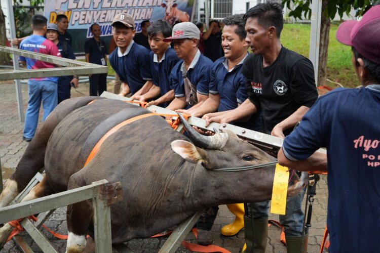 Dalam rangka memperingati Hari Raya Idul Adha 1447 Hijriah, Badan Pengusahaan (BP) Batam melalui Badan Koordinasi Dakwah Islam (BKDI) melaksanakan penyembelihan 33 hewan kurban yang terdiri dari 15 ekor sapi dan 18 ekor kambing, Jumat (29/05/26).
Foto: BP Batam